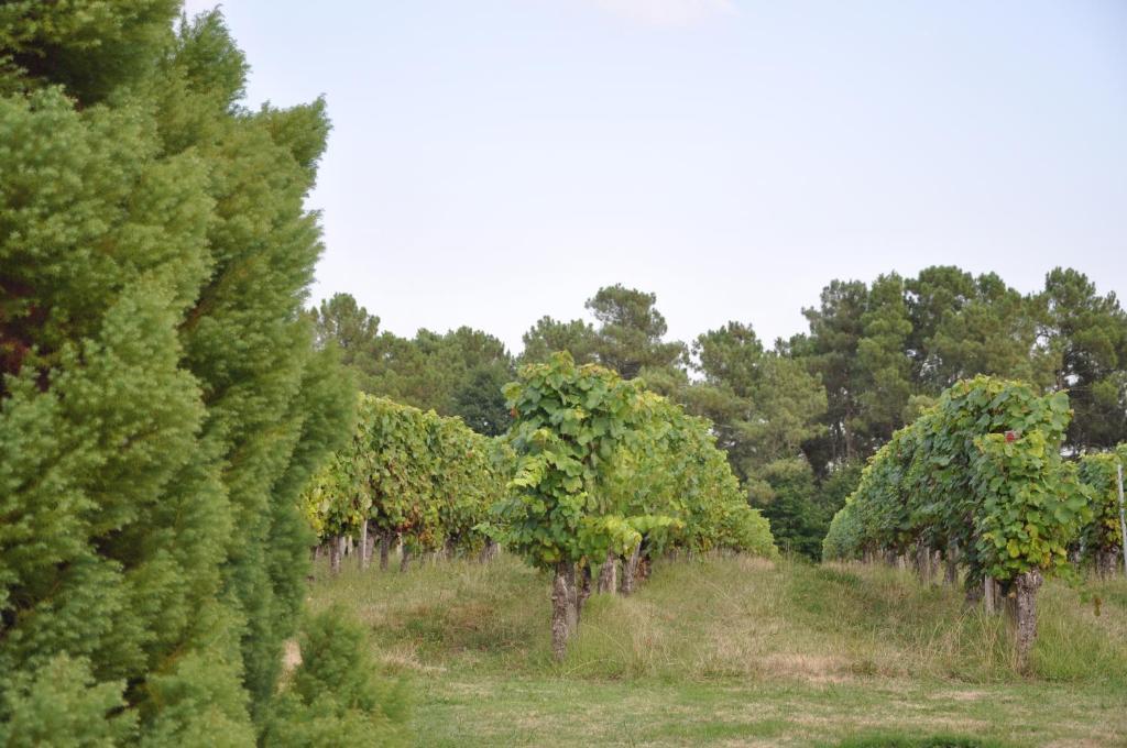 Bed and Breakfast Domaine De Paguy Betbezer Exterior foto